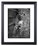 Shooting limited edition print. Duck & Snipe by Charles Sainsbury-Plaice