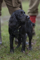 Cocker Spaniel greeting card by Charles Sainsbury-Plaice