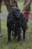 Black spaniel: “Black cocker spaniel standing on grass beside a person wearing boots and red socks.
