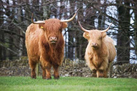 Highland Cattle Greeting Card by Charles Sainsbury-Plaice