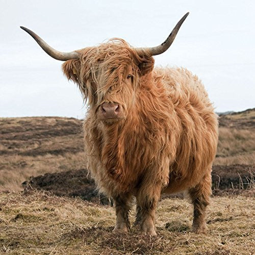 Highland Cow greeting card with sound inside