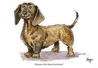 Wire Haired Miniature Dachshund dog greeting card by Bryn Parry