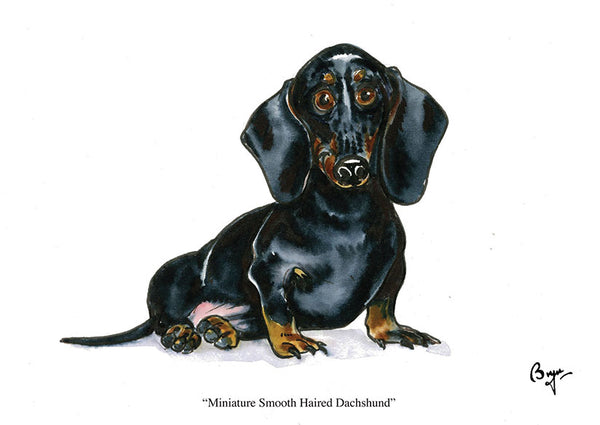 Smooth Haired Miniature Dachshund dog greeting card by Bryn Parry