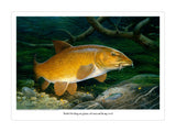Barbel fishing print by M J Pledger