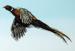 Pheasant greeting card. Climbing high by Colin Blanchard