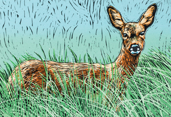 Roe deer wildlife greeting card by Colin Blanchard.