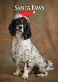 Dog Christmas Card Pack by Charles Sainsbury-Plaice