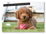 Cricket Greeting Card. Cute puppy with ball and funny caption