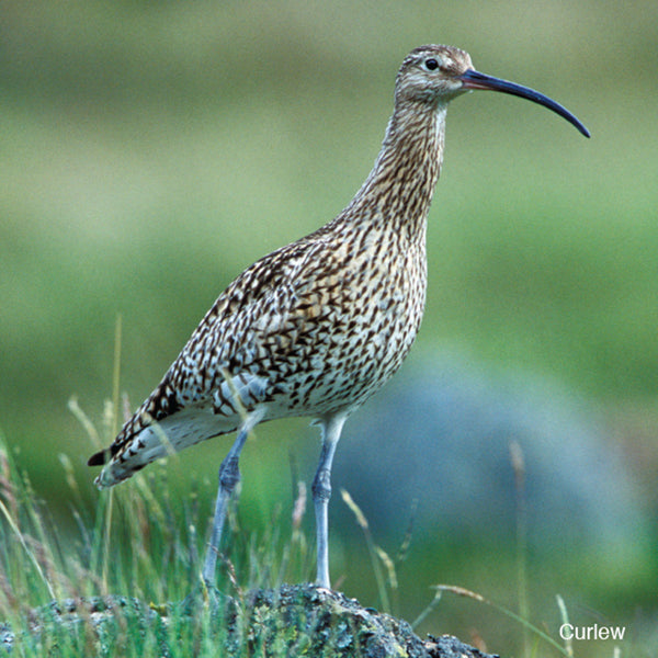 Curlew Audio Sound Greeting Card