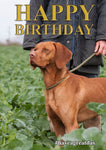 Vizsla dog Birthday Card by Charles Sainsbury-Plaice