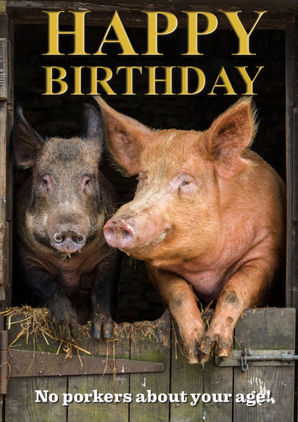 Pig Birthday Card by Charles Sainsbury-Plaice