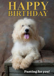 Labradoodle birthday card by Charles Sainsbury-Plaice