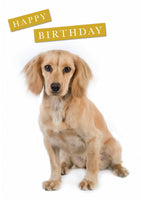 Cocker Spaniel birthday card. Lemon Cocker by Charles Sainsbury-Plaice