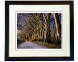Beech Tree's by Watership Down limited edition print by Charles Sainsbury-Plaice
