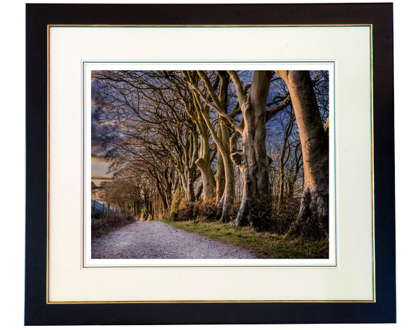 Beech Tree's by Watership Down limited edition print by Charles Sainsbury-Plaice