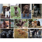 Working Dogs Greeting Card Multipack by Charles Sainsbury Plaice