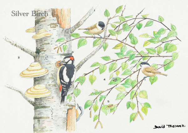 Tree and Wildlife Greeting Card. Silver Birch By David Thelwell