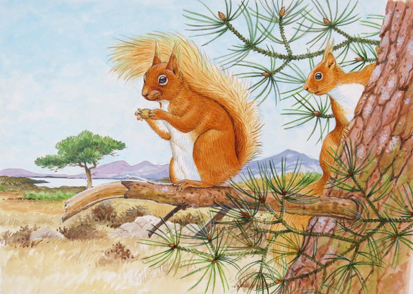 Red Squirrel wildlife, nature, greeting card by David Thelwell