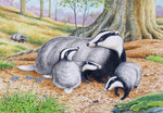 Badger wildlife, nature, greeting card by David Thelwell