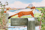 Stoat wildlife, nature, greeting card by David Thelwell
