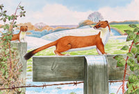 Stoat wildlife, nature, greeting card by David Thelwell