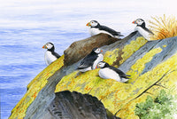 Puffins greeting card by David Thelwell