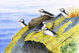 Puffins greeting card by David Thelwell