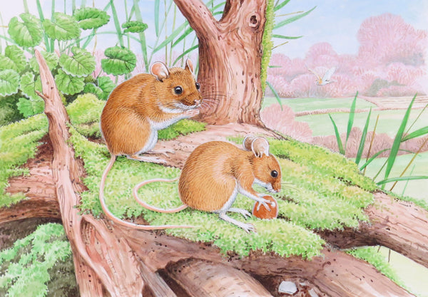 Field mice nature greeting or birthday card by David Thelwell