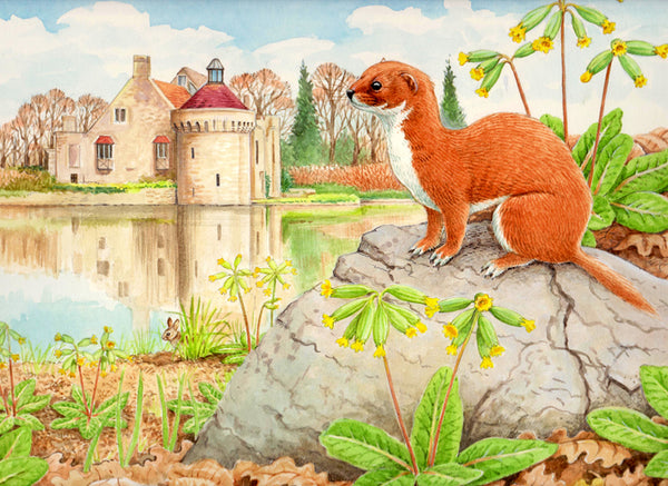 Weasel wildlife, nature, greeting card by David Thelwell