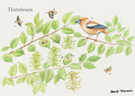 Tree and Wildlife Greeting Card. Hornbeam By David Thelwell