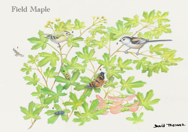 Tree and Wildlife Greeting Card. Field Maple By David Thelwell