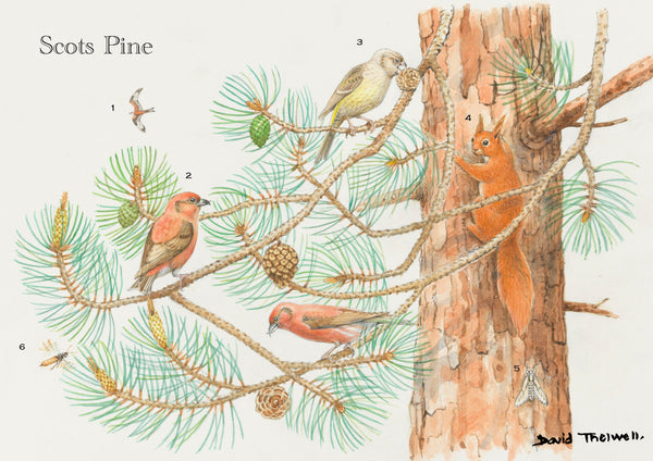 Tree and Wildlife Greeting Card. Scots Pine By David Thelwell