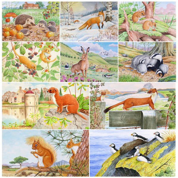 Assorted British wildlife greeting card multipack by David Thelwell