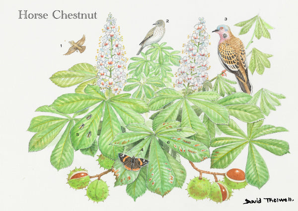 Tree and Wildlife Greeting Card. Horse Chestnut By David Thelwell