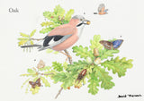 British Trees and Wildlife Greeting Card Multipack by David Thelwell