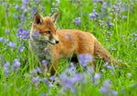 Fox wildlife greeting card by David Kjaer
