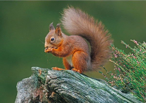 Red Squirrel wildlife greeting card by David Kjaer