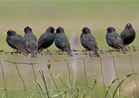 Starlings wildlife, bird greeting card by David Kjaer