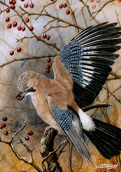 Bird greeting card. Autumn Jay by Dick Twinney