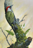 Bird greeting card. Green Woodpecker by Dick Twinney