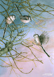 Bird greeting card. Long-tailed Tits by Dick Twinney