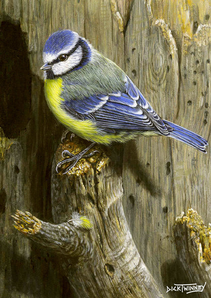 Bird greeting card. Blue Tit by Dick Twinney