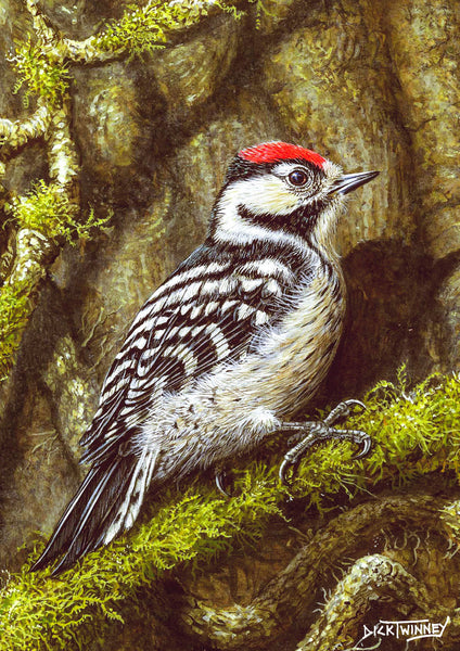 Bird greeting card. Lesser Spotted Woodpecker by Dick Twinney