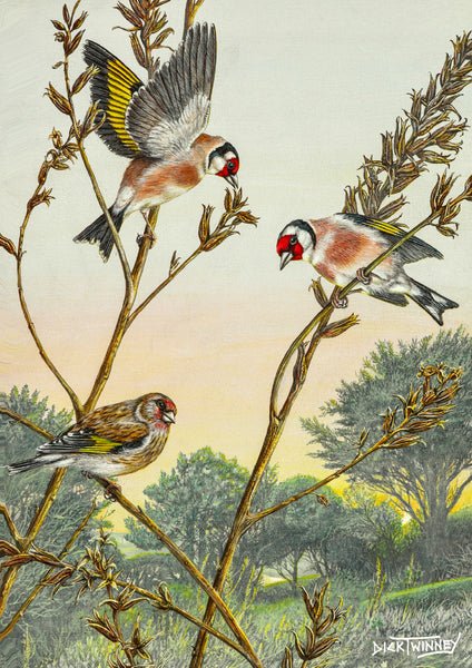 Bird greeting card. Goldfinches on Evening Primrose Seeds by Dick Twinney