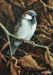 Bird greeting card. Cock Sparrow and Winter Beech by Dick Twinney