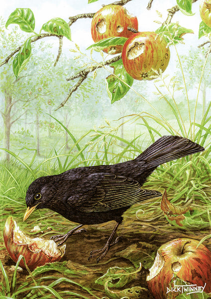 Bird greeting card. Blackbird and Windfalls by Dick Twinney