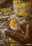 Bird greeting card. Robin at Home by Dick Twinney