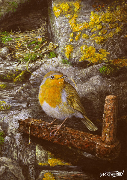 Bird greeting card. Robin at Home by Dick Twinney