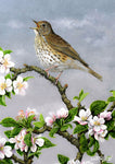 Bird greeting card. Song Thrush and Apple Blossom by Dick Twinney