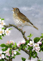 Carte de voeux d'oiseau. Grive musicienne et fleur de pommier par Dick Twinney